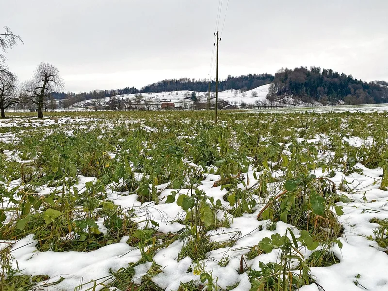 Hier kommen demnächst die Schweine rein. Eine Gründüngung vor einer Beweidung durch die Schweine des Hofs Biseggmatte.