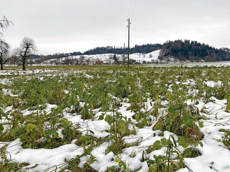 Hier kommen demnächst die Schweine rein. Eine Gründüngung vor einer Beweidung durch die Schweine des Hofs Biseggmatte.
