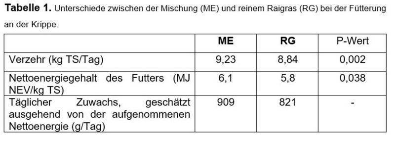 Studie: Chicorée auf der Weide oder in der Krippe macht Rindern mehr Appetit