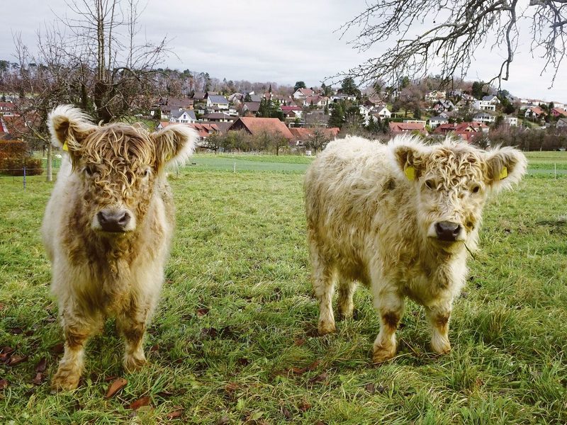 Gschwinds Galloway sind robust und genügsam, durch den täglichen Kontakt aber handzahm und zutraulich.