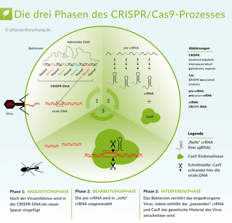 Gehört die Genschere zu den Pflanzenzüchtungen von morgen?
