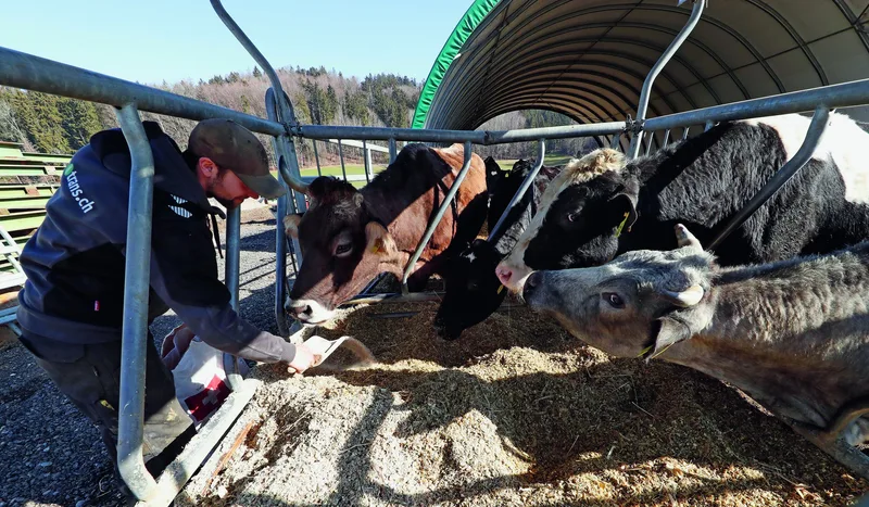 Young Farmers: Sämi Furrer in Russikon ZH ist im Baufieber