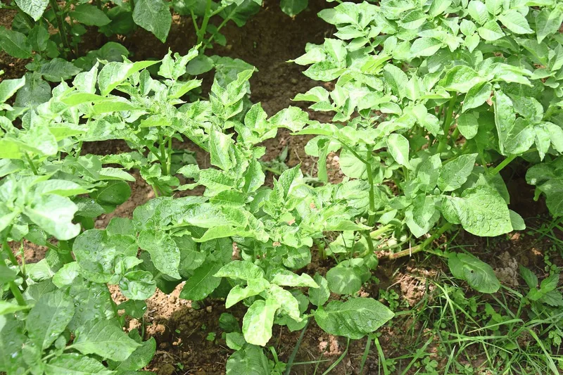 Für den Laien ist es kaum zu erkennen, aber diese Staude ist höchstwahrscheinlich vom Kartoffelmosaikvirus befallen und muss aus dem Feld entfernt werden.