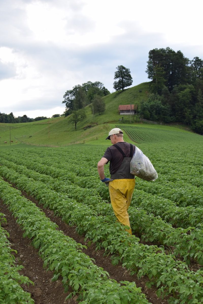 So funktioniert die Produktion von Pflanzkartoffeln