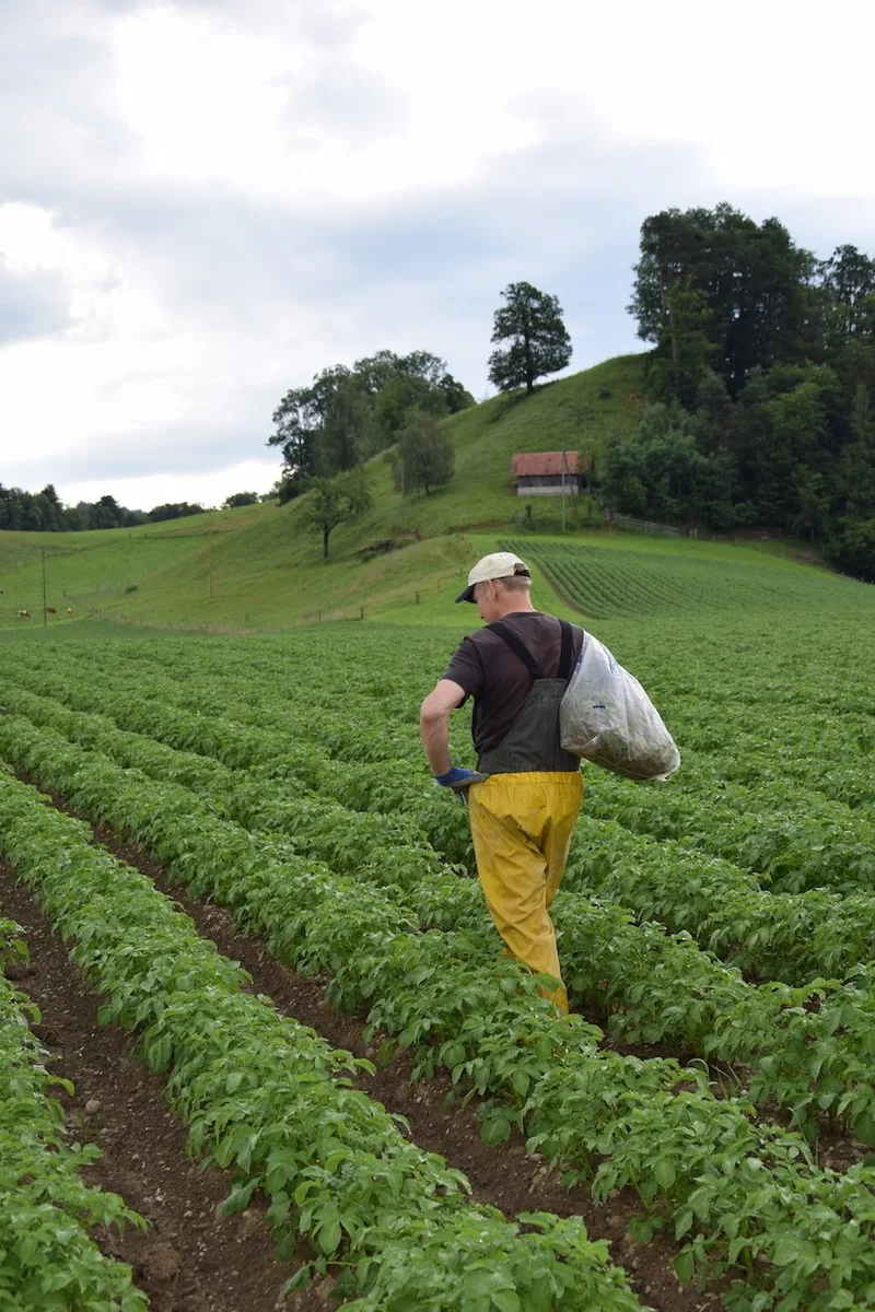 So funktioniert die Produktion von Pflanzkartoffeln