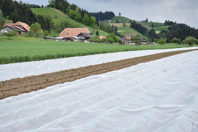 So funktioniert die Produktion von Pflanzkartoffeln
