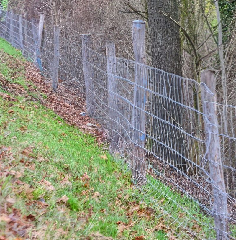 Wie ein hessischer Schweinebetrieb mit der Afrikanischen Schweinepest leben muss