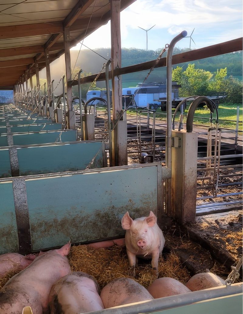 Wie ein hessischer Schweinebetrieb mit der Afrikanischen Schweinepest leben muss