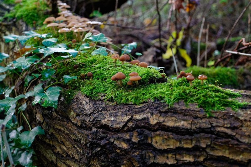 Der Schweizer Wald ist besonders – 18 Fakten und Unterschiede zu Europa