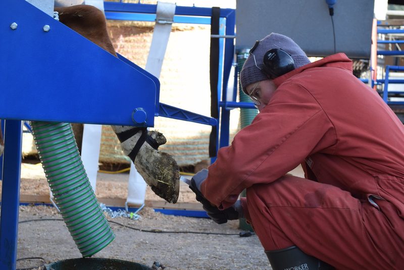 Klauenpflege: Diese Schweizer Tierhaltenden wollen freiwillig besser werden
