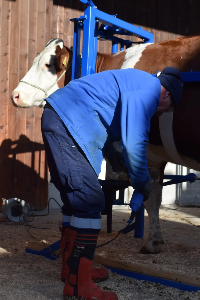 Klauenpflege: Diese Schweizer Tierhaltenden wollen freiwillig besser werden