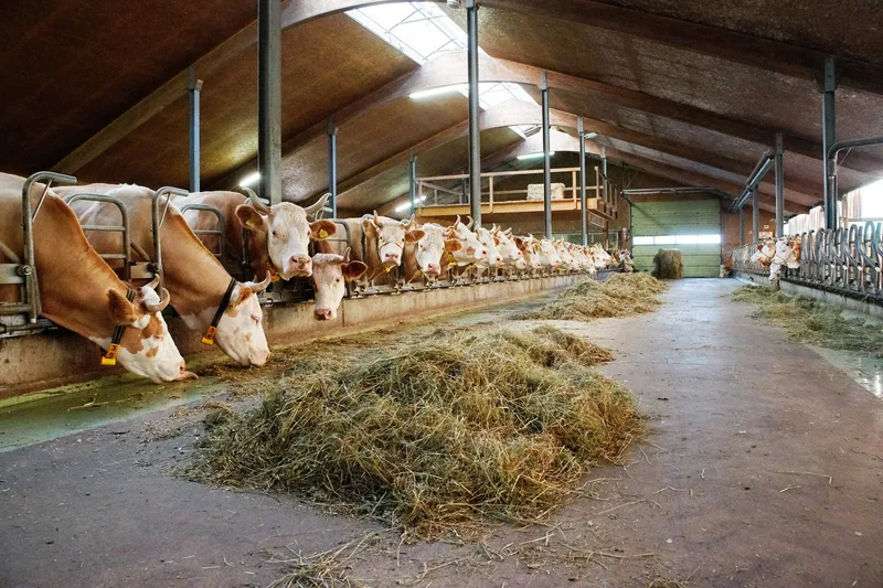 Fondation Sur-la-Croix vergibt Förderbeiträge für nachhaltige Produktion