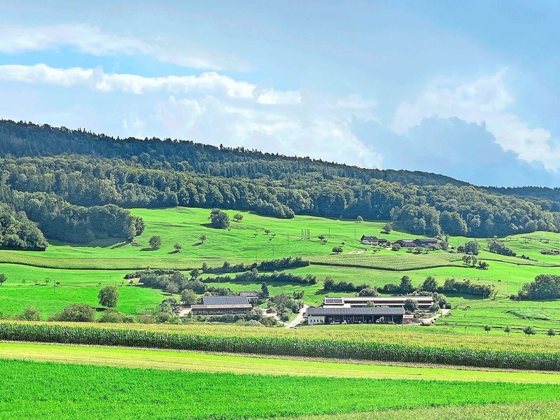 Die 70 ha grosse Stone Ranch auf dem Tafeljura im Kanton Aargau. Hier gibts Lasso-Kurse, Hochzeiten und Ranch-Zmorge.