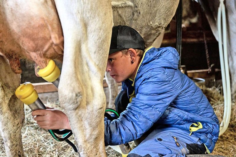 Geübte Handgriffe: Levin Gisler hilft gerne beim Melken.