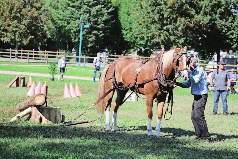 Der Landwirt Ulrich Weber aus Schwanden im Emmental BE war mit Harley im Holzrücken Stufe L am Start.