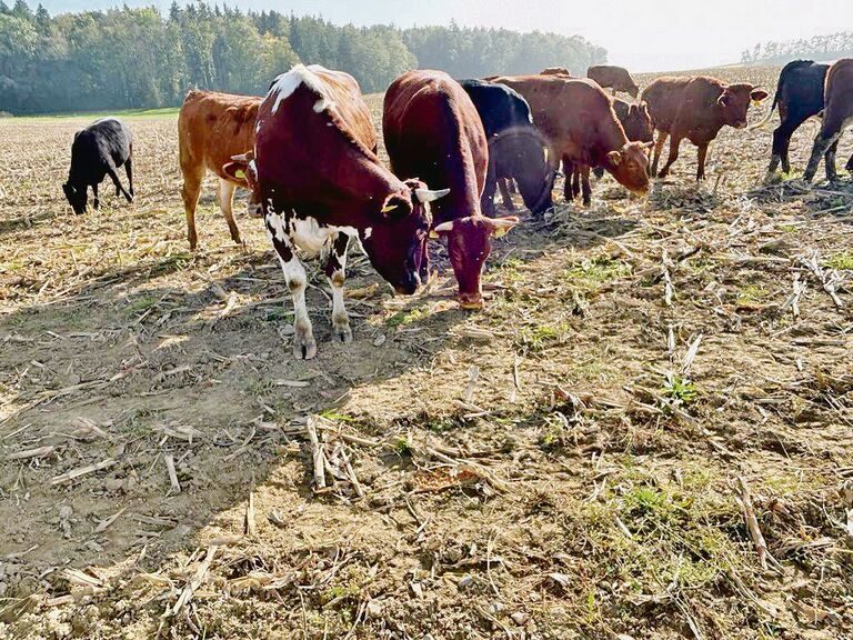 Thomas Schär lässt seine Rinder auf dem abgeernteten Maisfeld weiden, so dass kein Kolben für Wildschweine übrig bleiben soll.
