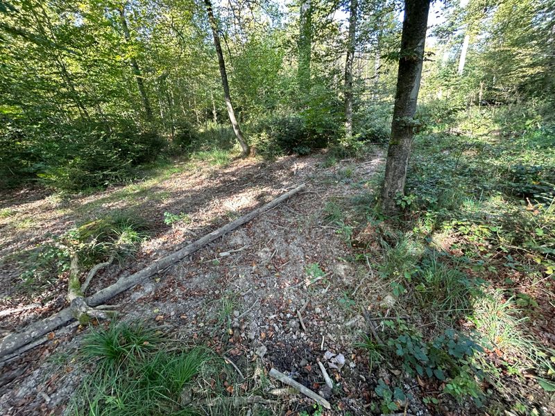 Wildschweinplage im Weinland