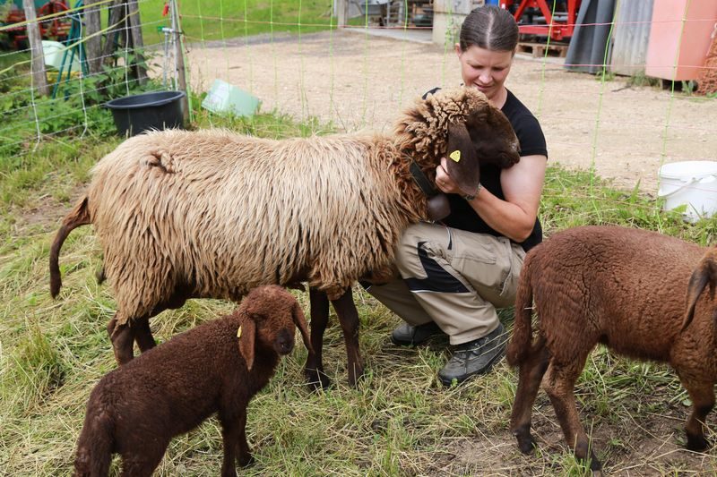 Bedrohte Tierarten: Engadinerschafe für die Fleischproduktion und mehr