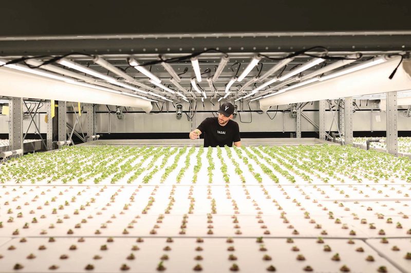 Das erste Vertical-Farming-Basilikum kommt in Coop-Regale