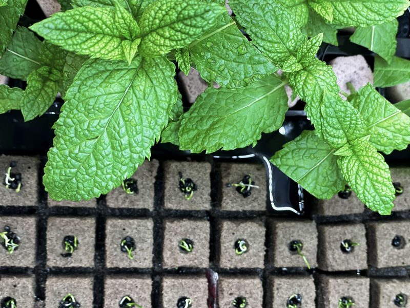 Das erste Vertical-Farming-Basilikum kommt in Coop-Regale