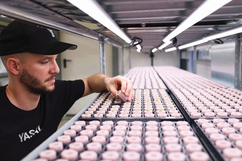 Das erste Vertical-Farming-Basilikum kommt in Coop-Regale