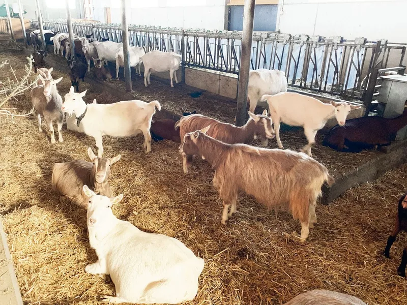 Auf dem Betrieb werden auch rund 100 Milchziegen der Rassen Toggenburger, Brienzer und Saanen gehalten. Die Milch geht zur Dallenwiler Geisskäserei.