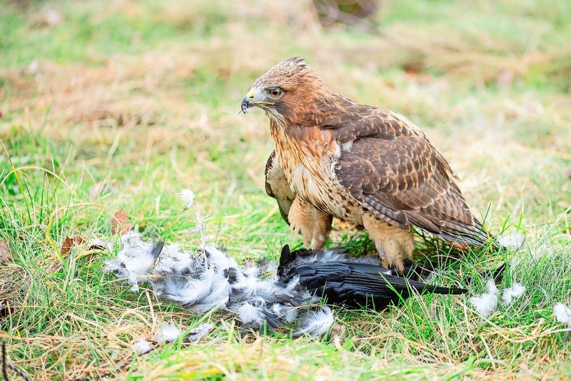 Nach der erfolgreichen Jagd einer Rabenkrähe darf Aki als Belohnung einen Teil davon verspeisen.