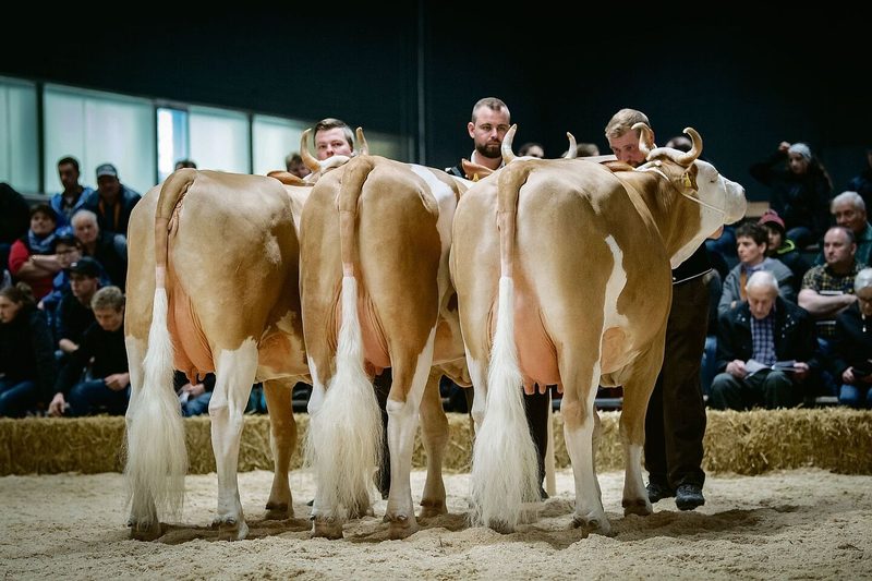 Wie aus einem Guss: die Züchtercup-Siegergruppe der Simmentaler von Familie Schmied aus Guggisberg BE. Sie ging mit Mauro-Calona, Unetto-Camilla sowie Cremo Ameise ins Rennen.
