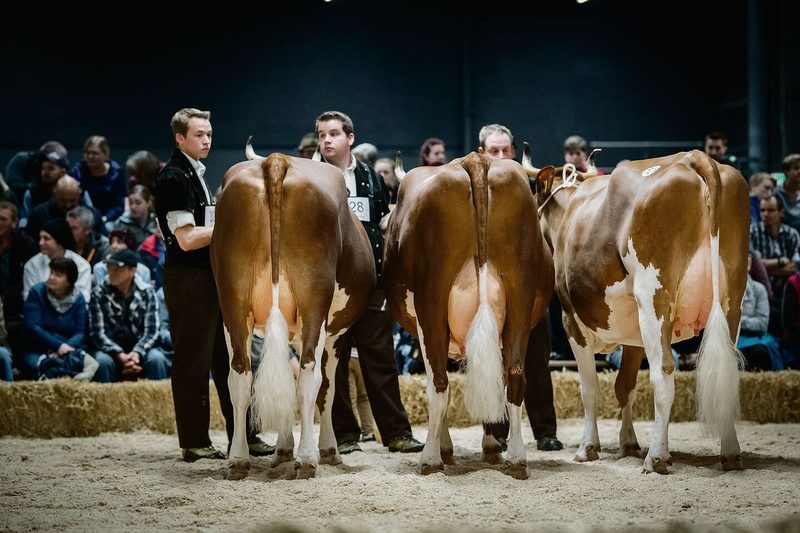 Die weltmeisterliche Gruppe Swiss Fleckvieh von Familie Jakob Reichen aus Boltigen mit Zoro-Soraya, Zoro-Ramona und Maicefloc-Priska gewann den Züchtercup.