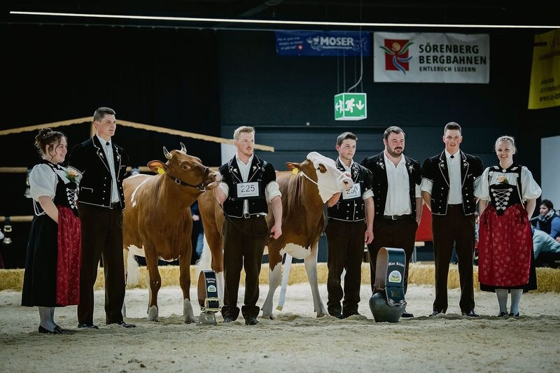 Die schönsten Swiss-Fleckvieh-Rinder: Miss Fiona von Martin und Florian Nydegger (rechts) sowie die Vizemiss Galante von Martin Zurbrügg.