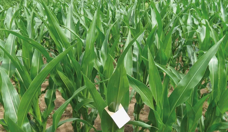 Die Optibox-Kartonrähmchen werden von Hand an der Pflanze angebracht. Agroline Bioprotect