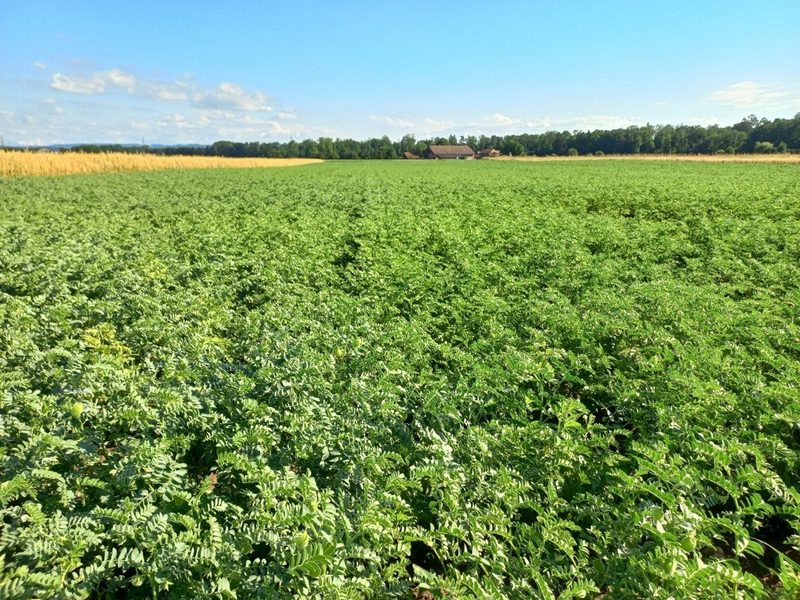 Biofarm-Produzentinnen und -Produzenten tauschten sich aus