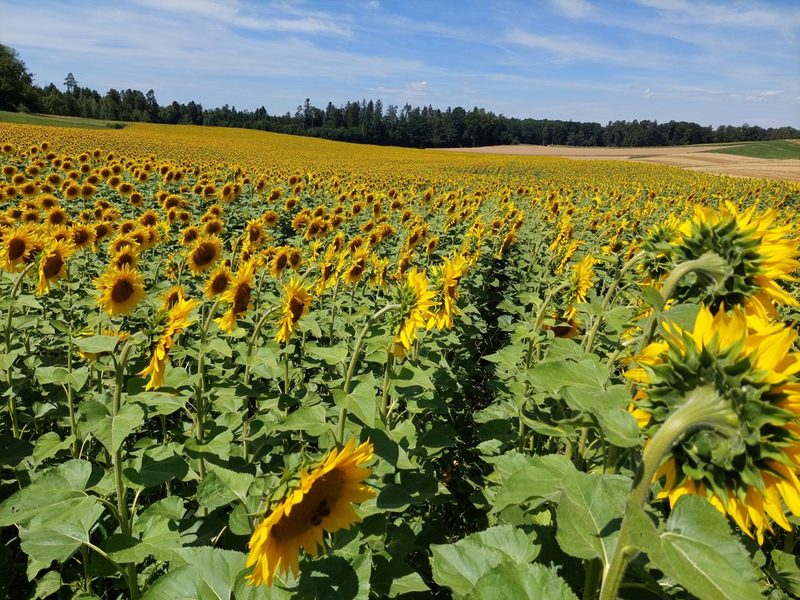 Biofarm-Produzentinnen und -Produzenten tauschten sich aus