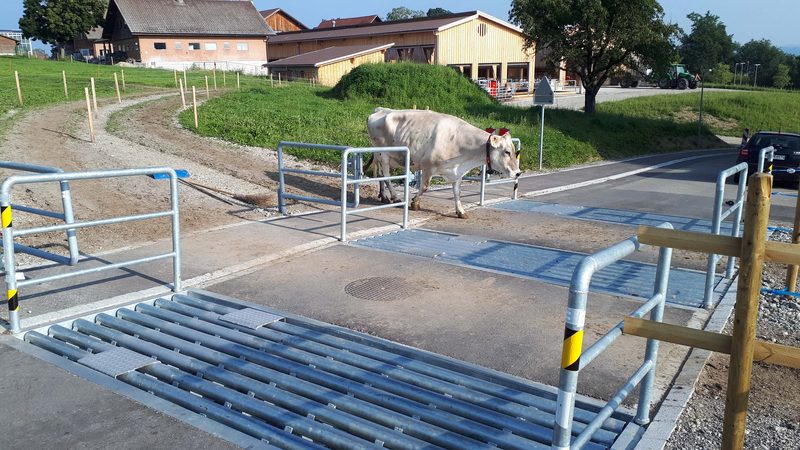 Zukunftsweisende Milchproduktion wird am Arenenberg greif- und sichtbar