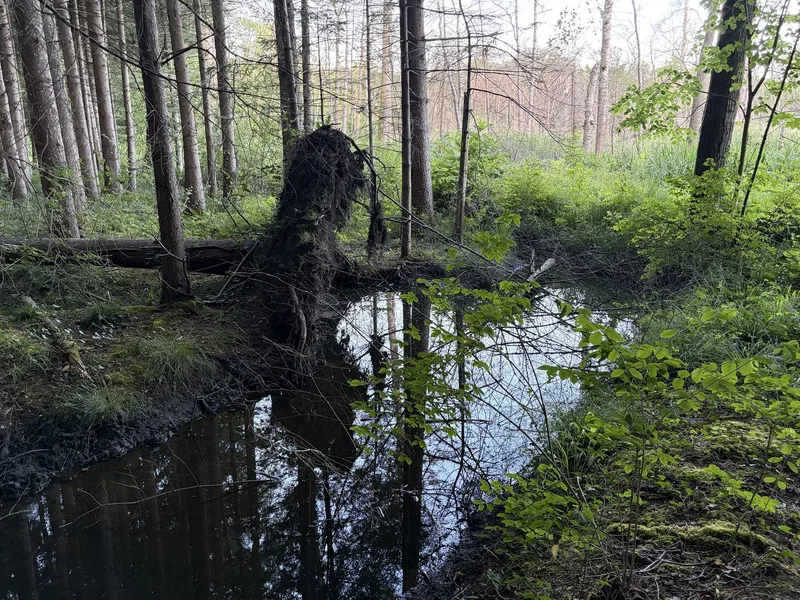 Waldvernässungen Kanton Thurgau: Wo es willkommen ist, wenn der Biber reinpfuscht