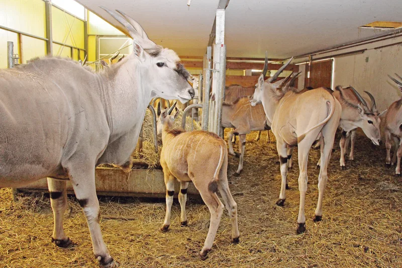Fricktal statt Savanne: Marco Jäger und Christoph Kläusler betreiben eine Antilopenfarm
