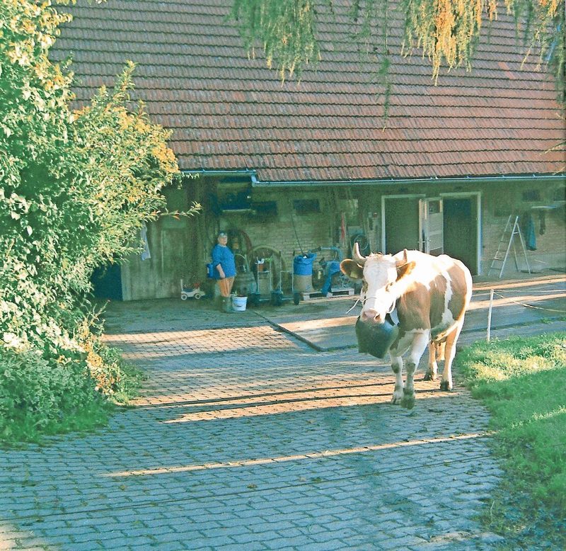 Mit Treichel und stolzen Schrittes geht es zur Viehschau.