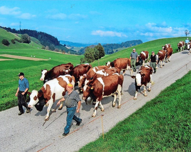 Für Hans Bürki war die Viehschau immer ein grosser Tag. Er war der Viehzuchtgenossenschaft Landiswil angeschlossen.