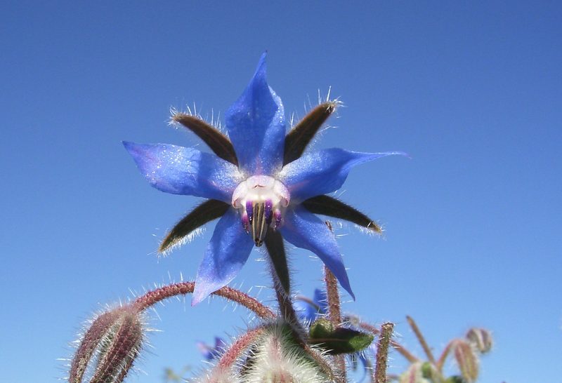 «Auch der Geschmack der Blumen trägt zum Erlebnis bei»