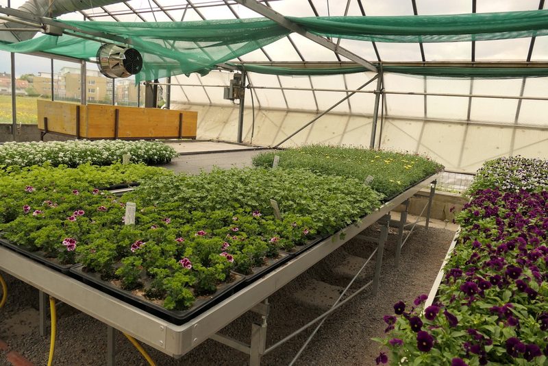 «Auch der Geschmack der Blumen trägt zum Erlebnis bei»