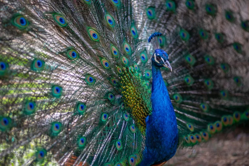 Auf dem Betrieb leben viele verschiedene Tiere: 10 Milchkühe mit eigener Aufzucht, Kleintiere (Ziegen, Schafe, Enten, Hühner, Pfauen, Kaninchen, Truten, Gänse, Bienen). Bild: Pia Neuenschwander