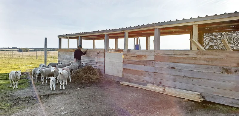Die erst vor kurzem geschorenen Texel-Schafe neben dem Stall. Der Verkauf der Lämmer ergibt ein Zusatzeinkommen.