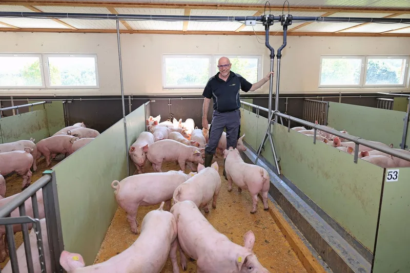 Werner Humbel steht bei seinen Mastschweinen in der Bucht.