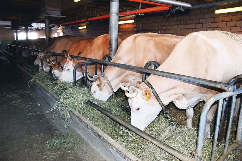 Die Simmentaler-Reinzucht hat bei der Familie Tradition. «Die Rasse passt perfekt zu uns und zu unserem Betrieb», meint Marcel Hirschi.