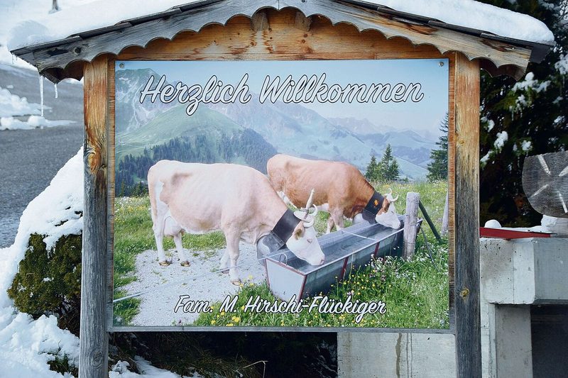 Der Betrieb von Hirschis befindet sich in Rüschegg Gambach BE auf 1000 m ü. M. in der Bergzone II. Es ist ein reiner Milchwirtschafts- und Zuchtbetrieb.