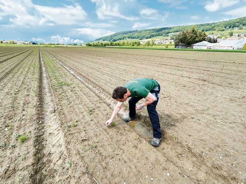 Unkrautbekämpfung wird zu Handarbeit. Einerseits kann das Feld nicht befahren werden, andererseits fehlen wirksame Mittel.