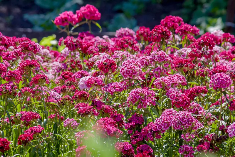 Die Rückkehr eines Klassikers: Nelken im Garten