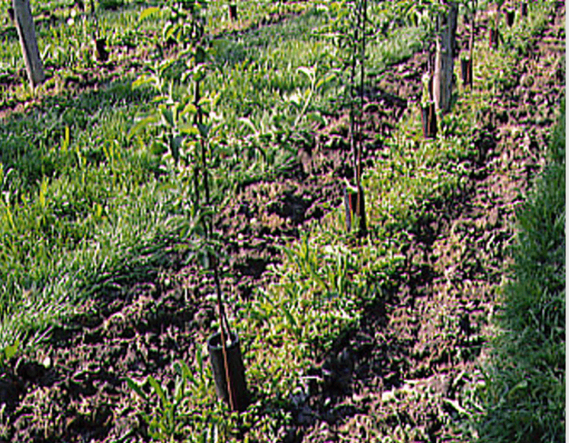Stiftung will mithilfe der Spezialkulturen das Foodsystem transformieren
