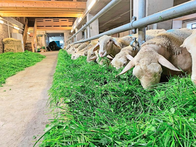 Die Milchschafe lieben das frische Gras und würden wohl am liebsten den ganzen Tag über fressen.