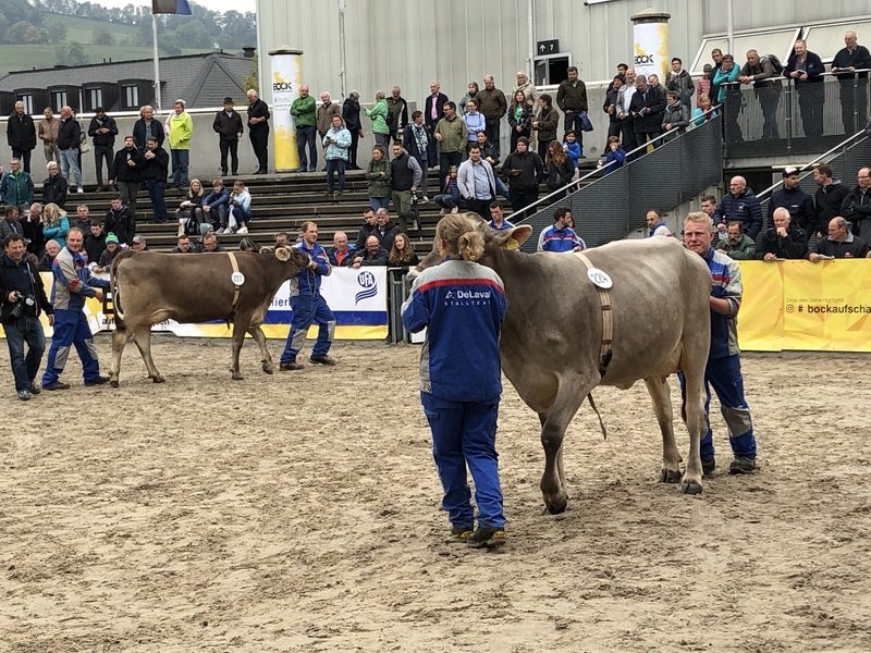 Es gab eher wenig Tiere und tiefe Preise an der Olma-Braunvieh-Auktion
